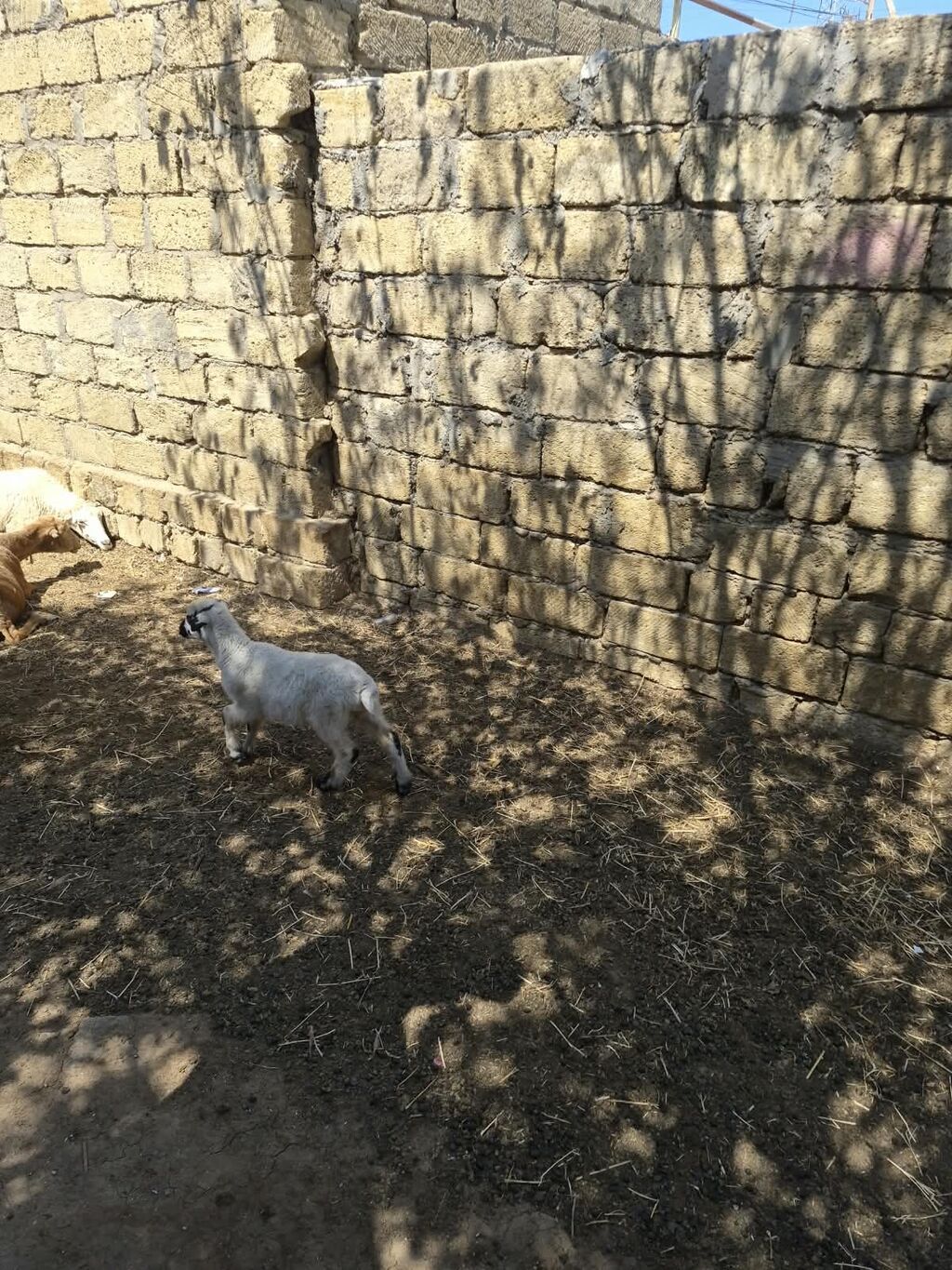 Quzu, Erkək, ay: 1, Damazlıq — Heyvanlar, Mehdiabad (2)