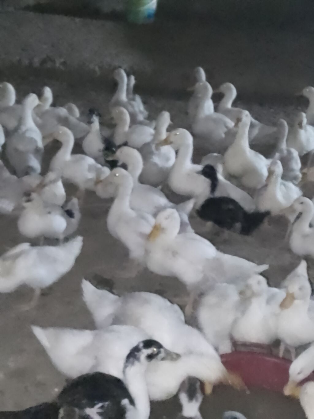 Ağ ördək sürüsü - Cins: ağ ev ördəyi (Pekin tipli) - Rəng: tam ağ — Heyvanlar, Şirvan (7)