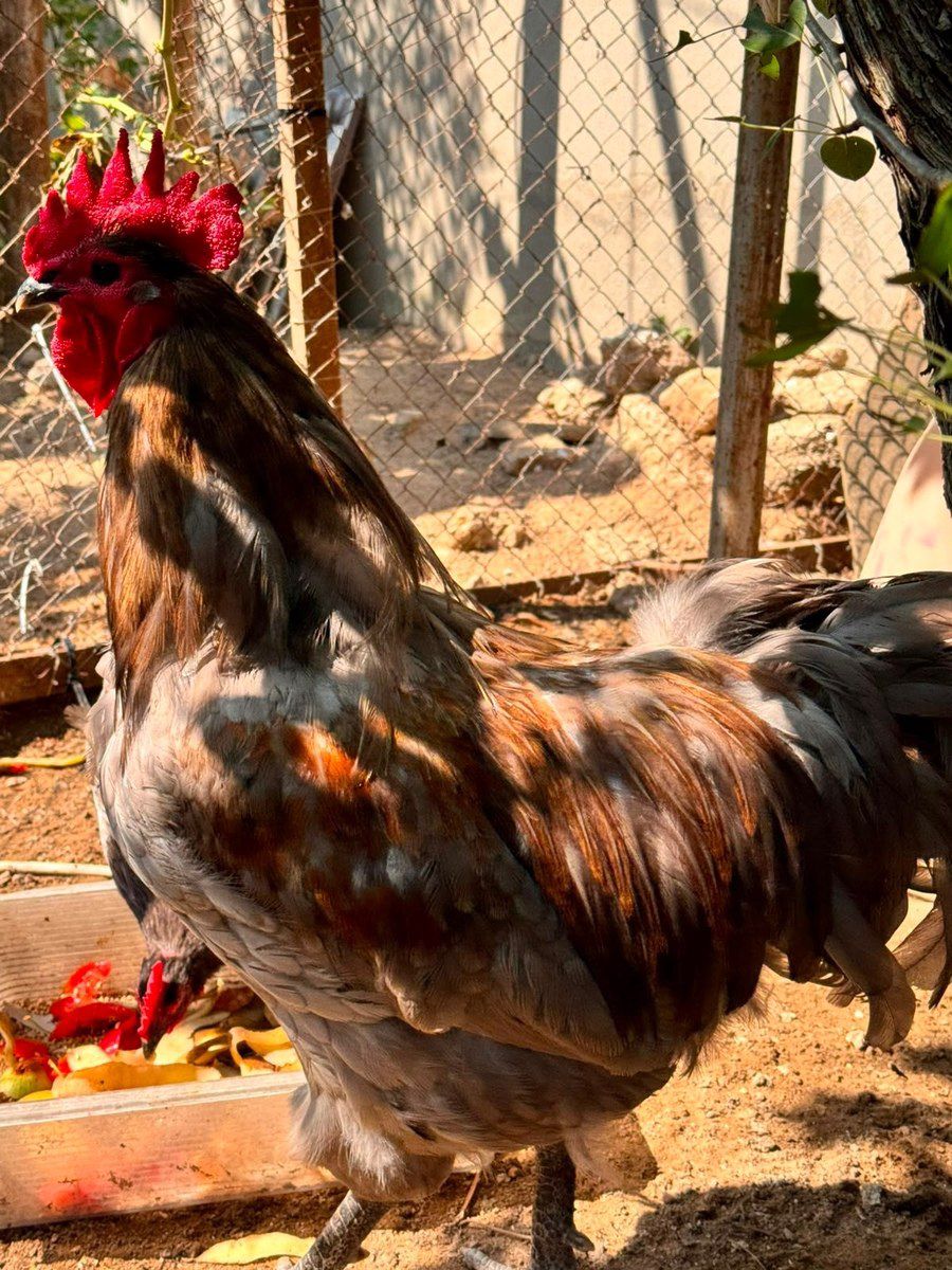 Avstralorp yumurtası — Quşlar, Bakı