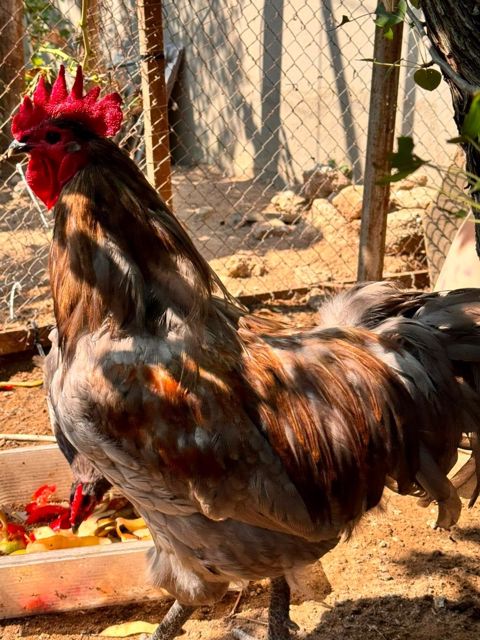 Avstralorp yumurtası — Bakı