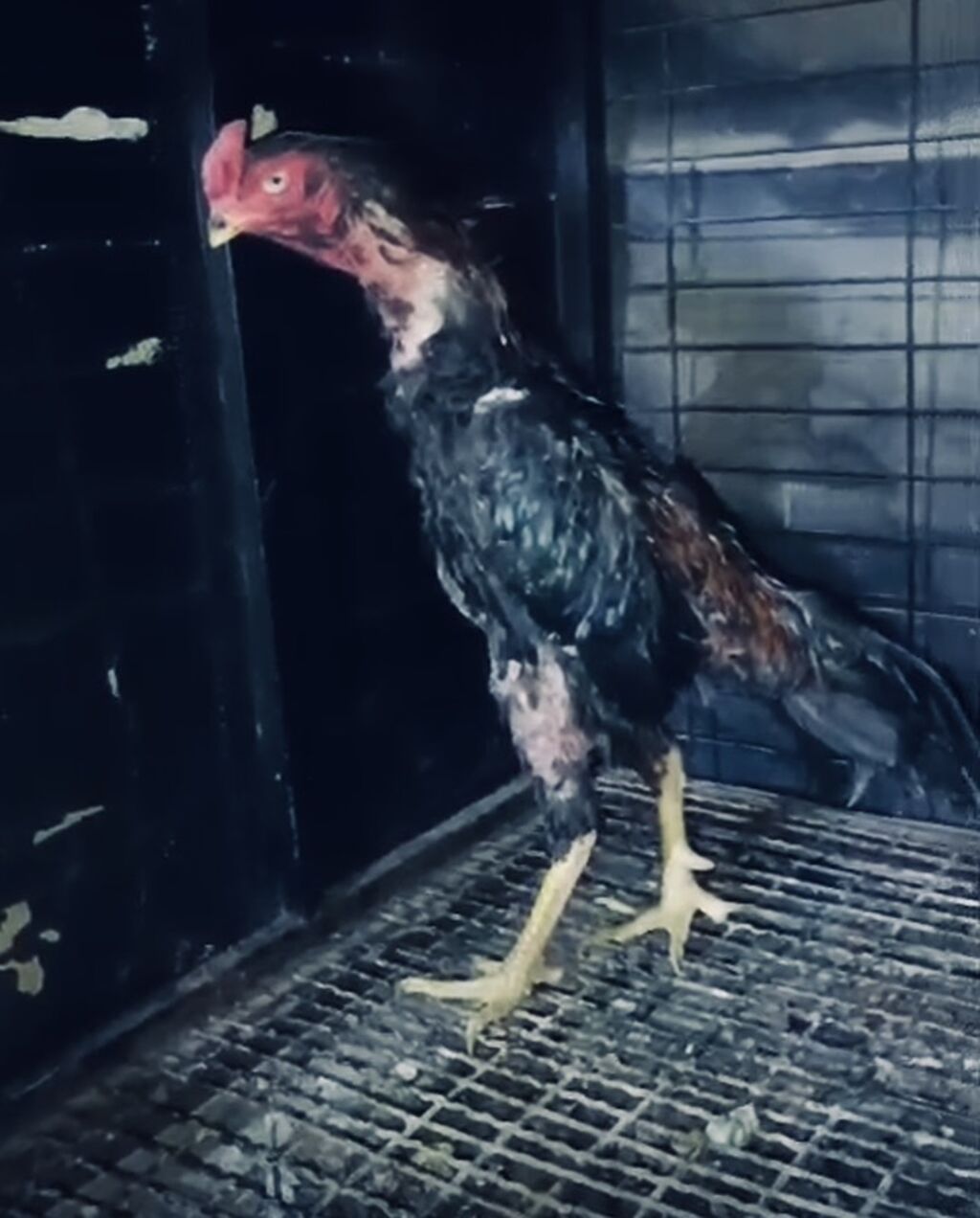 Salam satilir tergidirik deye bu qiymete qoyulub 12 ayliq — Heyvanlar, Digah (2)