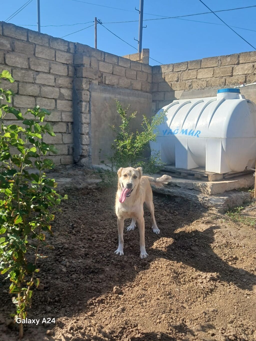 Peyvəndli — Heyvanlar, Xırdalan (9)