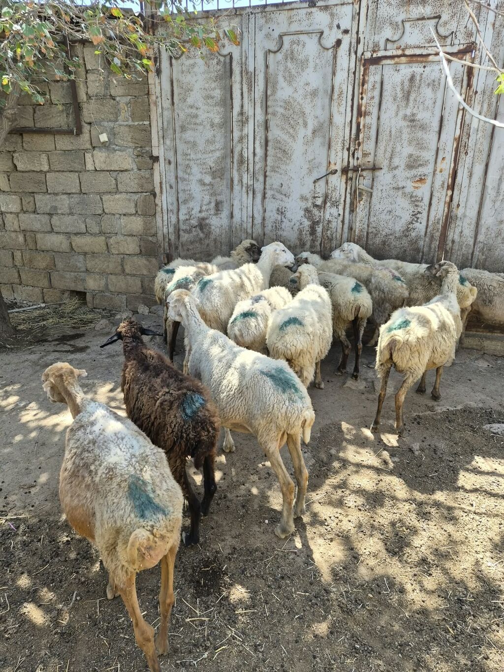 Qoyun sürüsü satılır - Növ: yerli qarabaş/qoyun mixi (ağ və tünd — Heyvanlar, Mehdiabad (5)