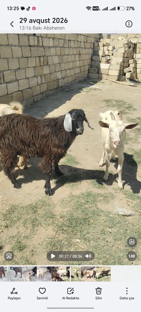Erkək, il: 1, Damazlıq — Xırdalan