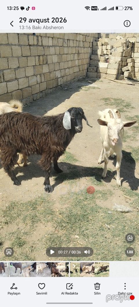 Erkək, il: 1, Damazlıq — Xırdalan