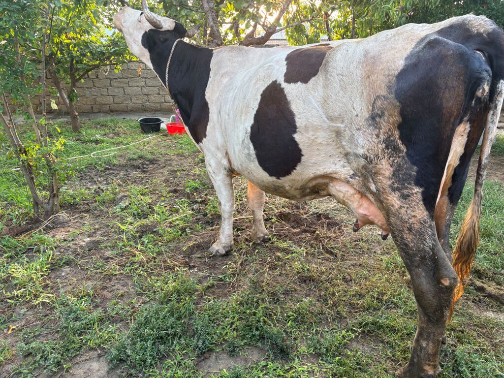 İnək 18 litr süd verir. Balasi erkəkdi. Südüne saglamligina — Heyvanlar, Bakı (4)