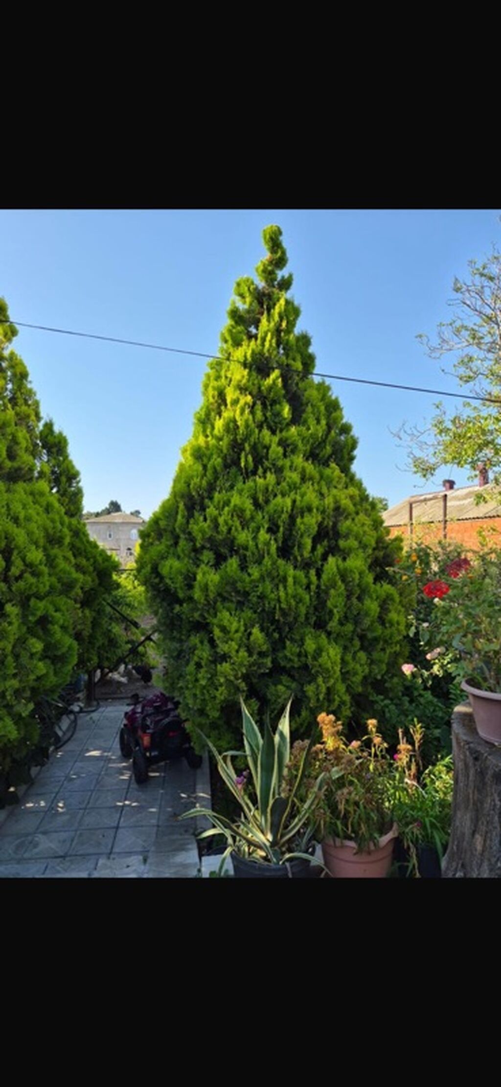 Thuja (hündür, konus formalı, parlaq yaşıl iynəyarpaq ağaclar) — Bitkilər, Bakı (3)
