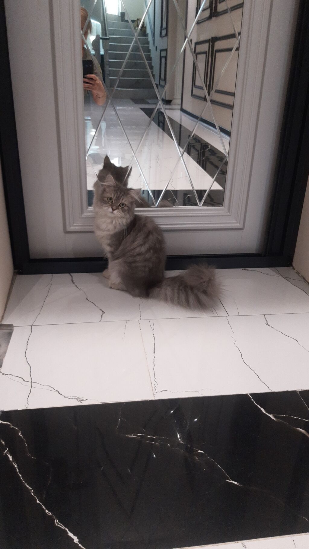 Şinşilla, Dişi, Ünvandan götürmə — Pişiklər, Bakı