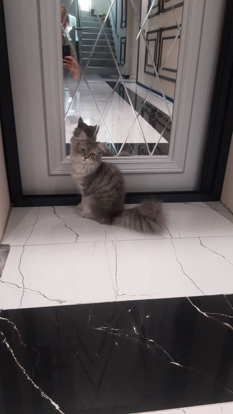 Şinşilla, Dişi, Ünvandan götürmə — Bakı