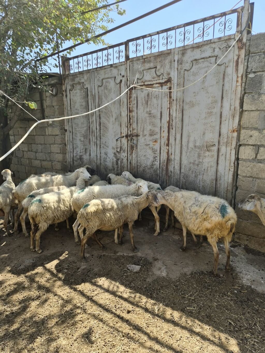 Qoyun sürüsü satılır - Növ: yerli qarabaş/qoyun mixi (ağ və tünd — Heyvanlar, Mehdiabad (4)
