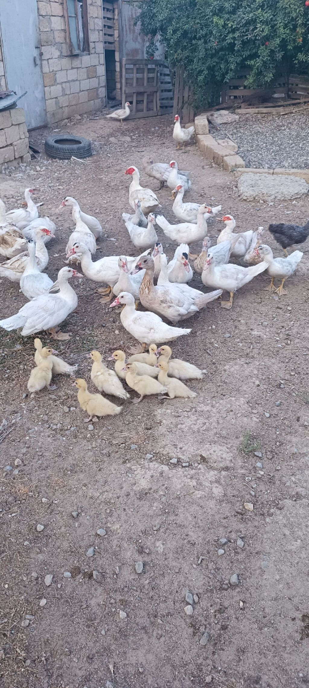 Aq muskov cins ordeyler balasi satilir unvan saray qesebesi — Quşlar, Saray (4)