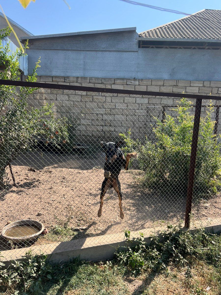 Doberman — Heyvanlar, Bakı (2)