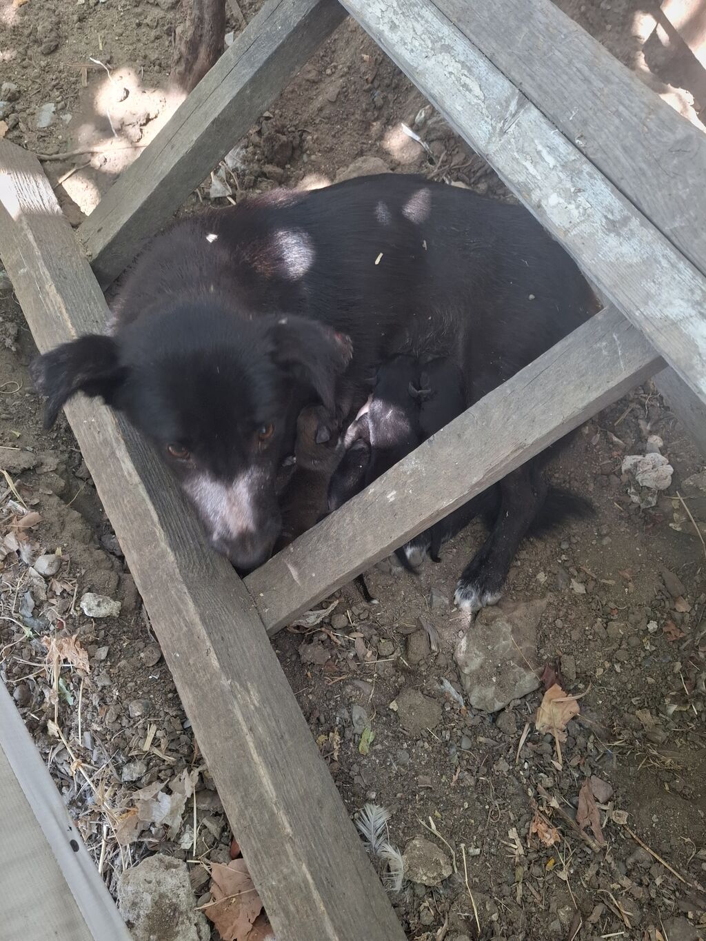 1 ay, Ünvandan götürmə — Heyvanlar, Bakı (2)