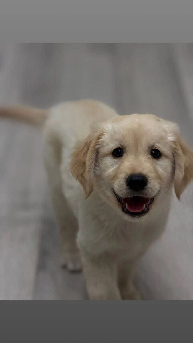 Golden Retriver — Heyvanlar, Bakı (3)