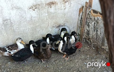Ordek 3ayligdi 2 gunlukde yanimizda boyuyub son qiymət — Sumqayıt