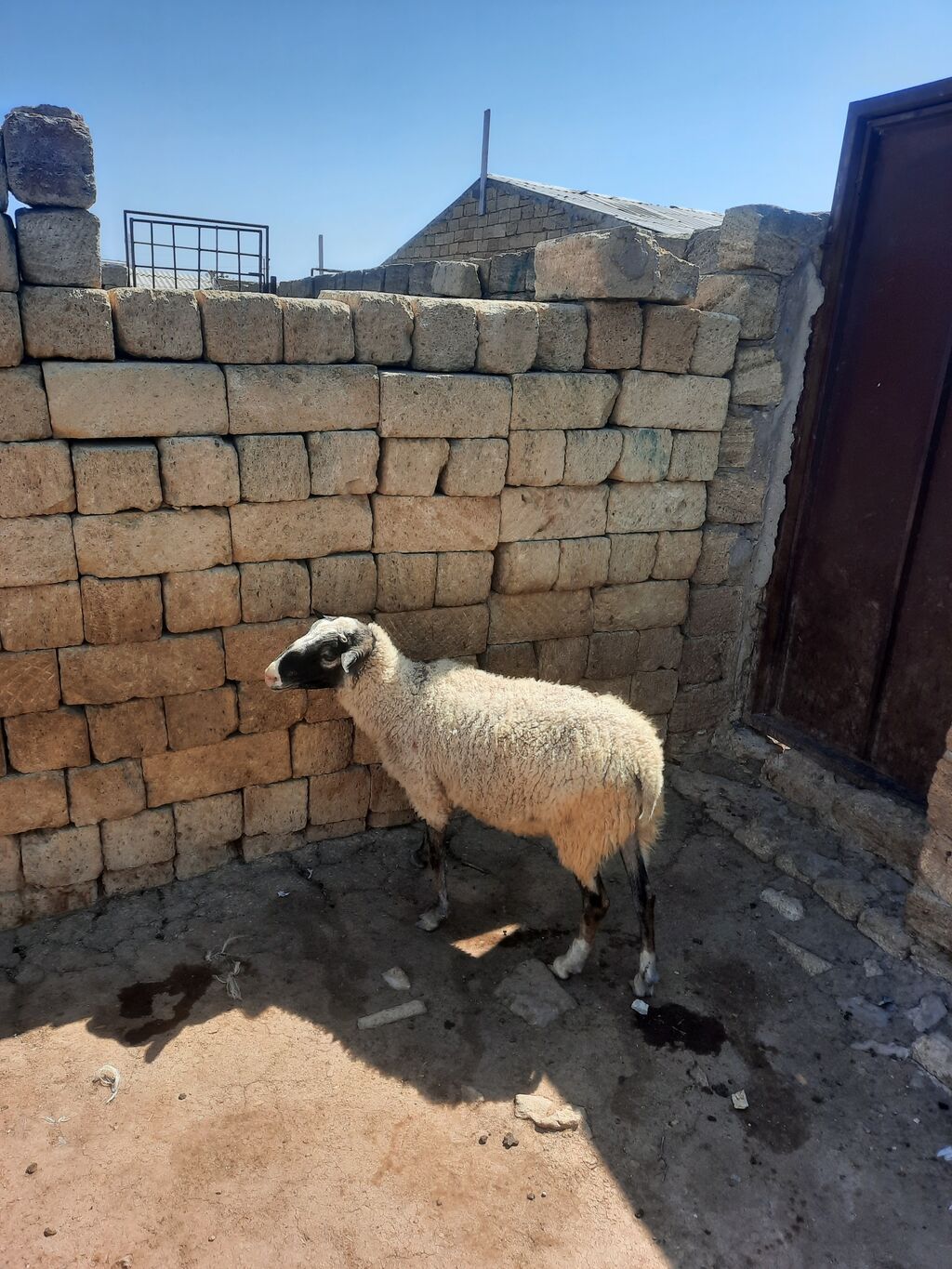 Dişi, il: 1, Ətlik — Heyvanlar, Mehdiabad (2)