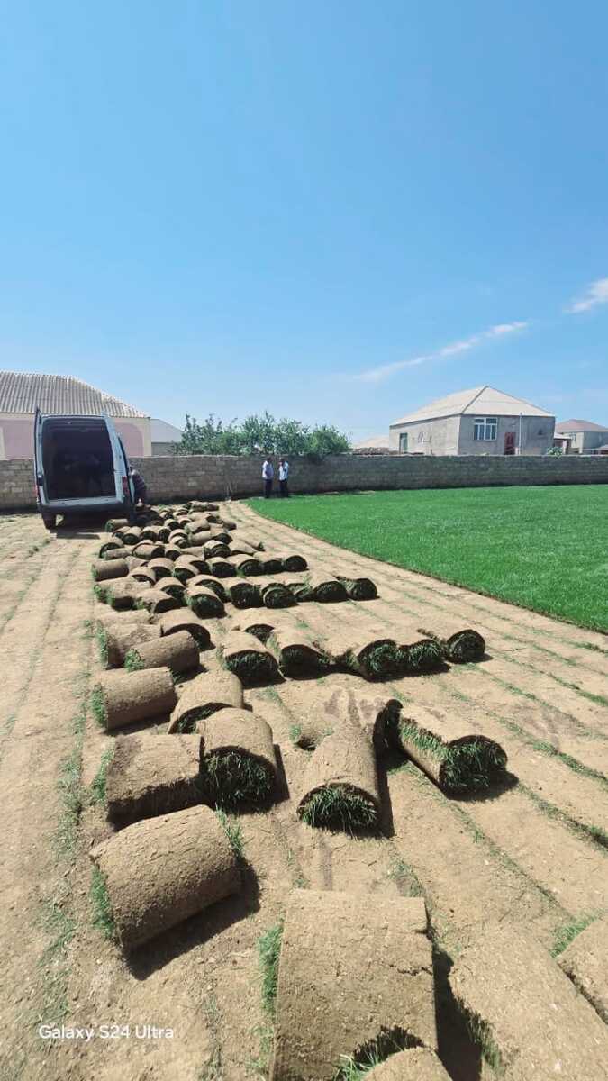 Qazon — Bitkilər, Bakı (6)