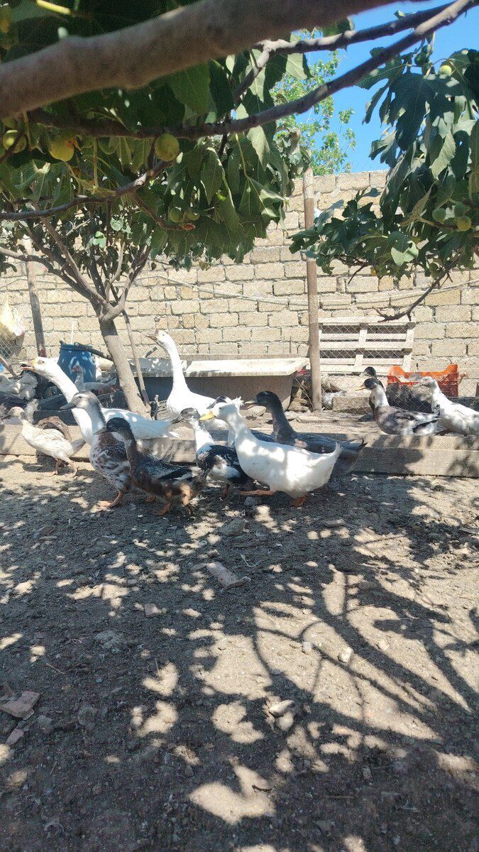 Pekin ördəkləri — Quşlar, Bakı (3)
