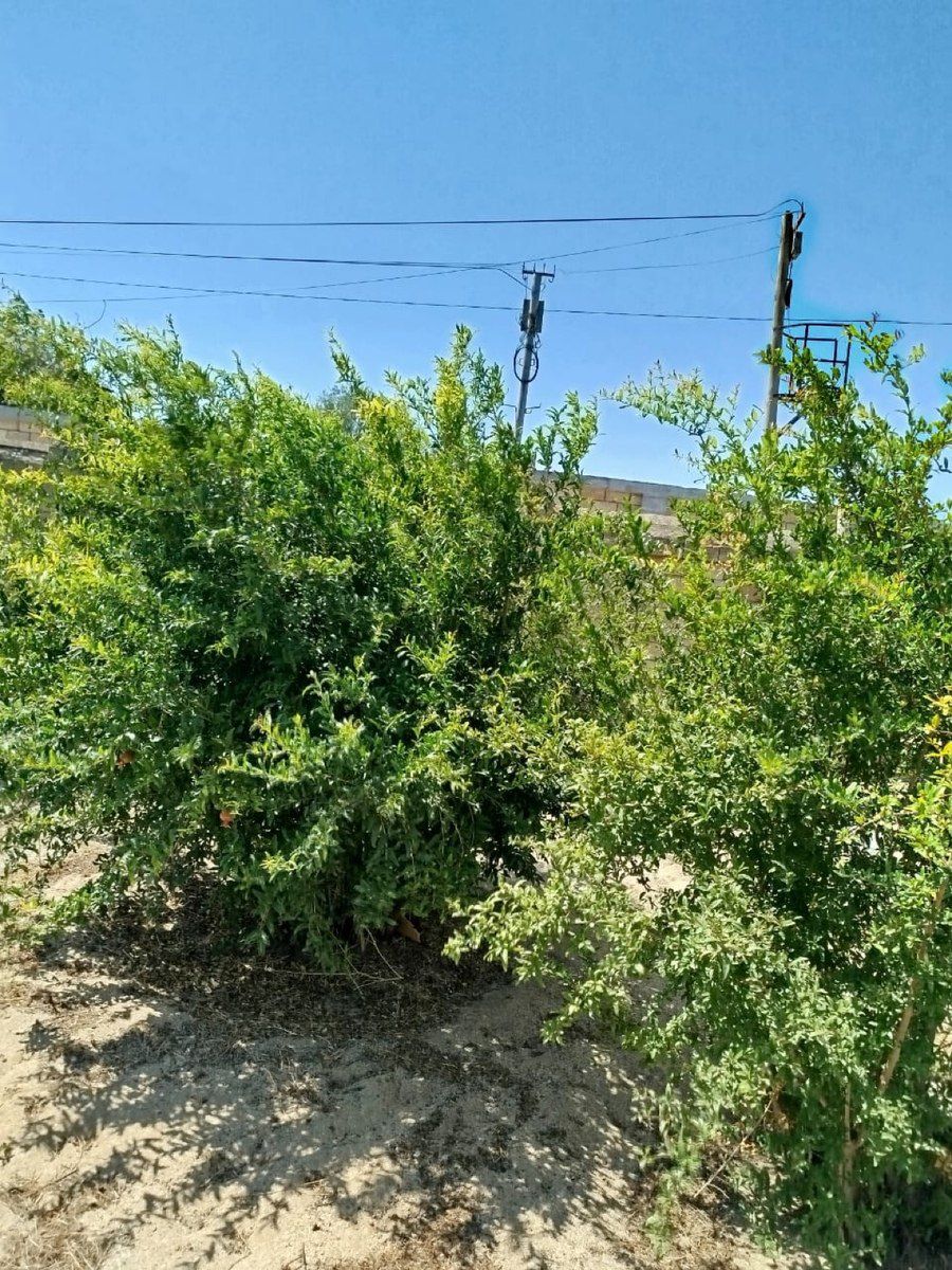 6 sot torpaq sahəsi, Novxanı bağı — Torpaq, Sumqayıt (2)