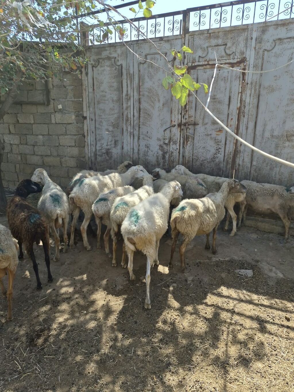 Qoyun sürüsü satılır - Növ: yerli qarabaş/qoyun mixi (ağ və tünd — Heyvanlar, Mehdiabad (7)