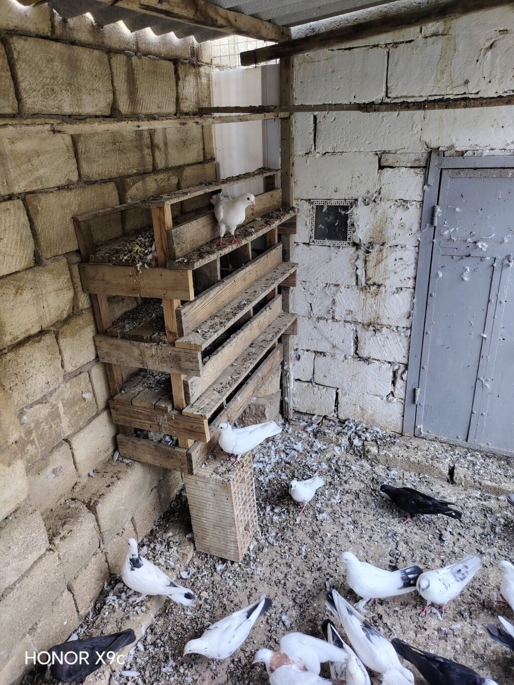 30 dene qusdu tərgitmə heyvanlardi seçilib saxlanılıb Qaradağ rayonu — Quşlar, Qobustan (5)