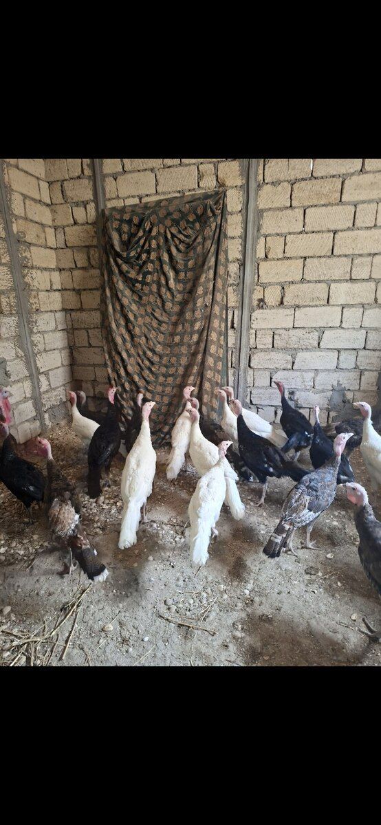 Hinduşka — Quşlar, Bakı (2)