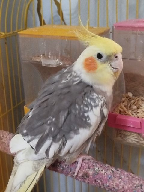 Korella tutuquşu — Sumqayıt