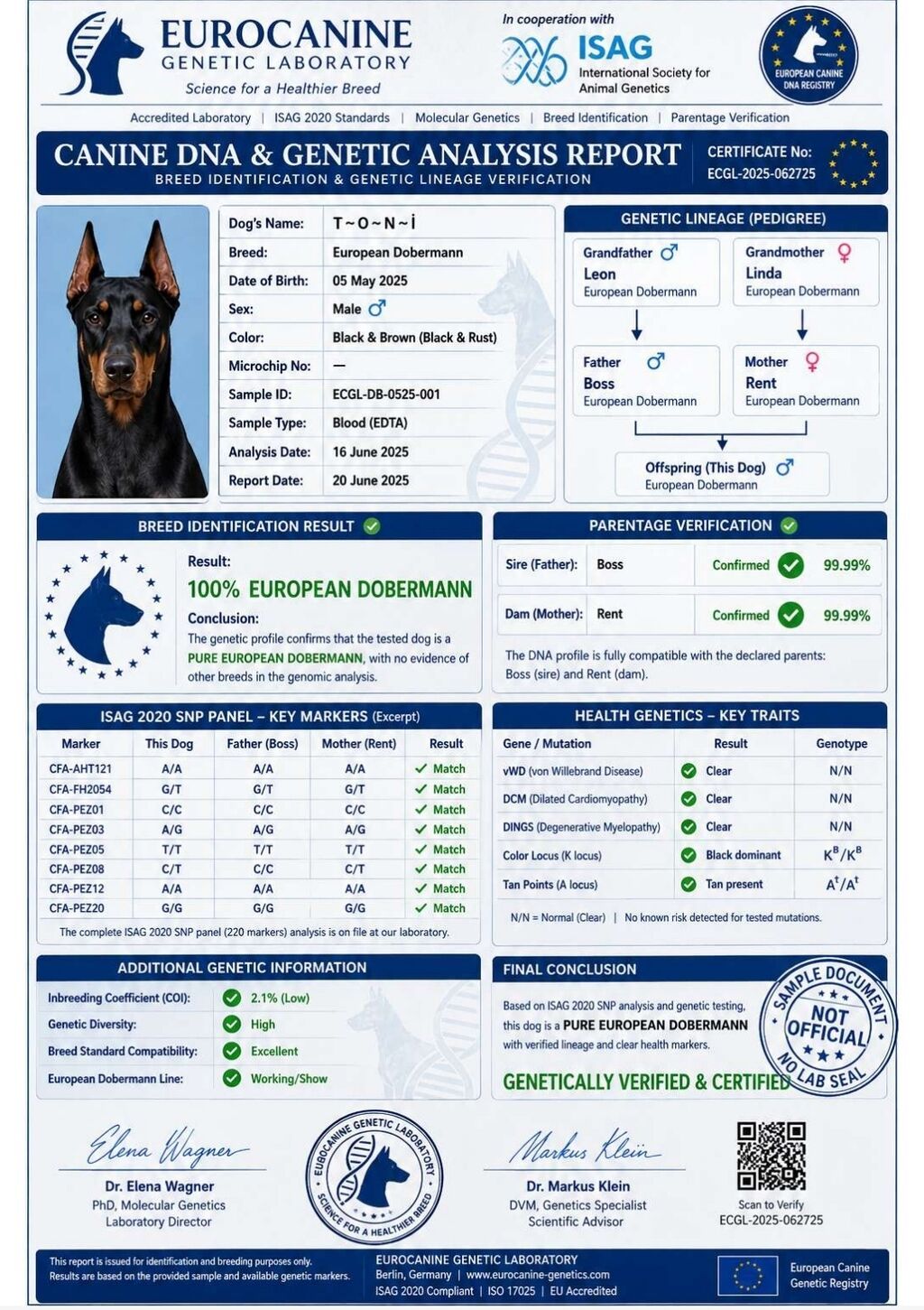 Doberman, 1 il, Erkək, Cütləşmə üçün — Heyvanlar, Qobu (2)