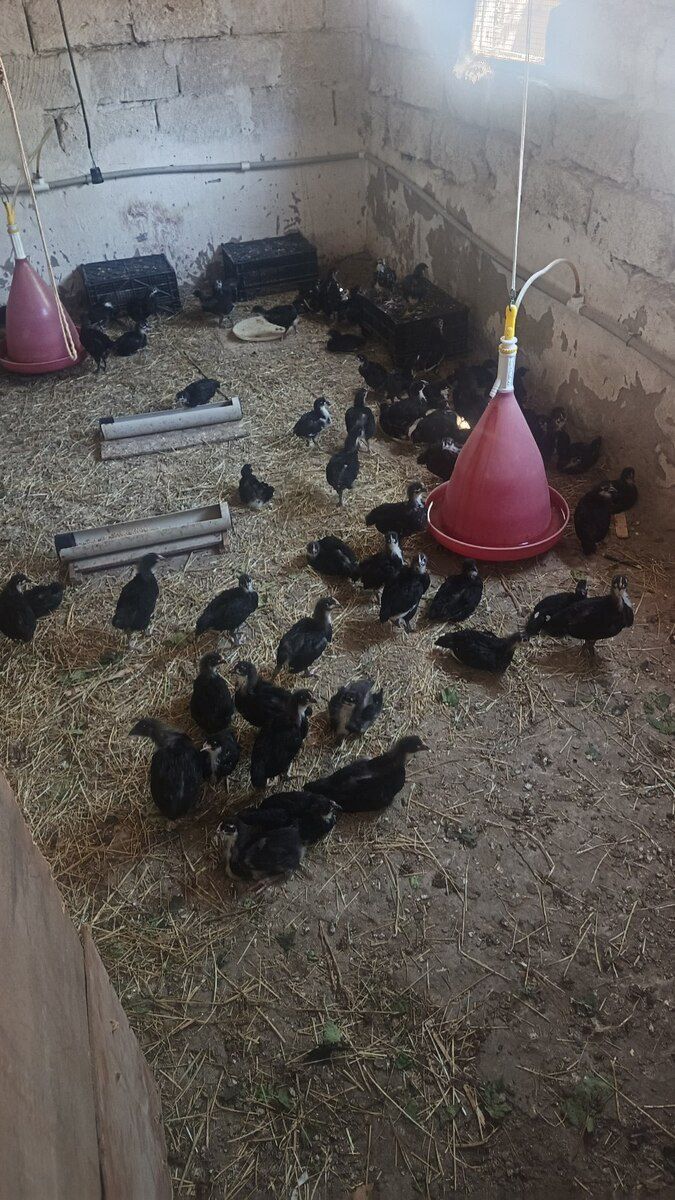 Avstralorp cücələri — Quşlar, Bakı (6)