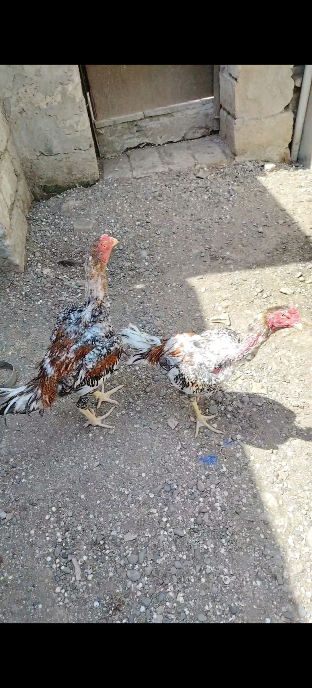 Salam heyvanlar goz qabagindadi saglamliglarina cavabdehem, biri — Heyvanlar, Salyan (4)