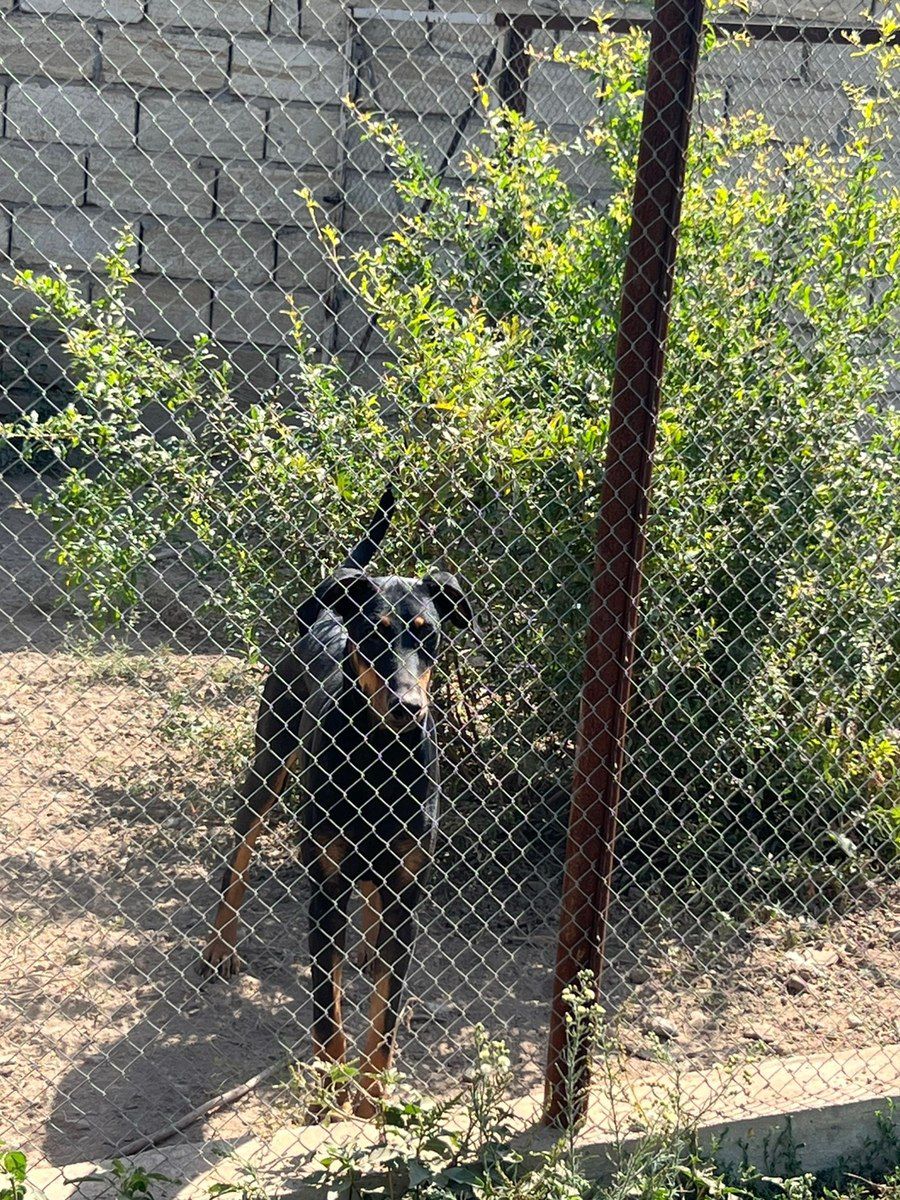 Doberman — Heyvanlar, Bakı (4)