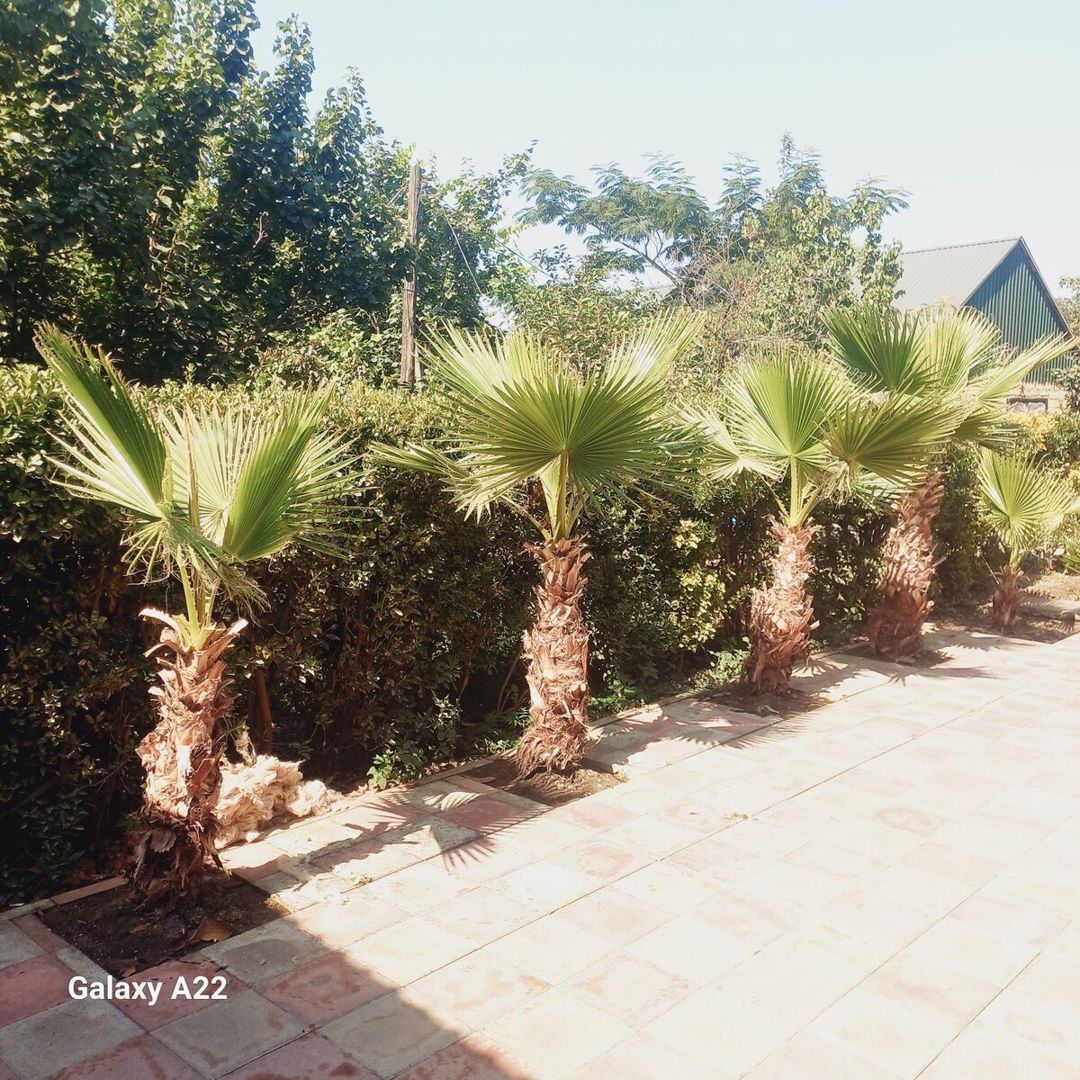 Palma ağacı — Bitkilər, Masallı (5)