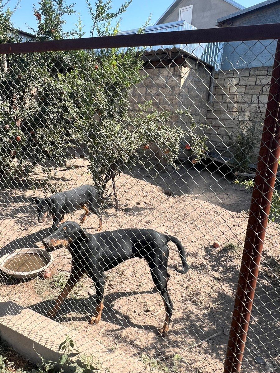 Doberman — Heyvanlar, Bakı (5)