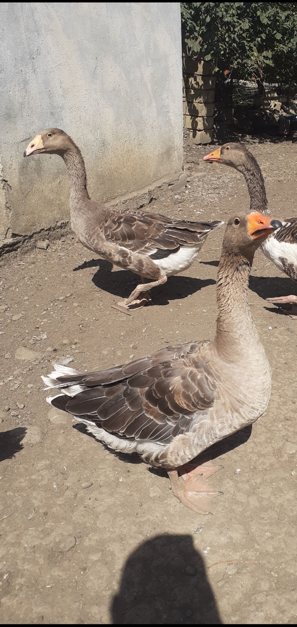 2 ədəd Tula döyüş qazları erkəy və dişi.2 ədəd ana qaz biri ala çox — Heyvanlar, Masallı (6)