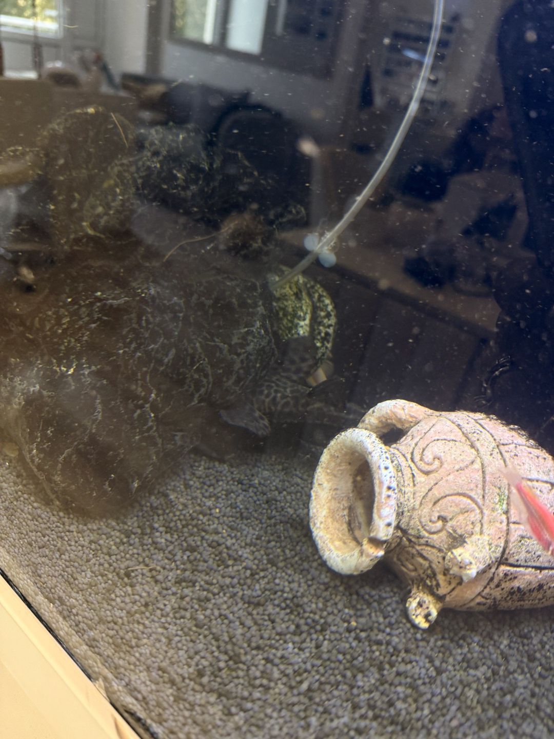 Akvarium — Akvariumlar və balıqlar, Bakı (5)