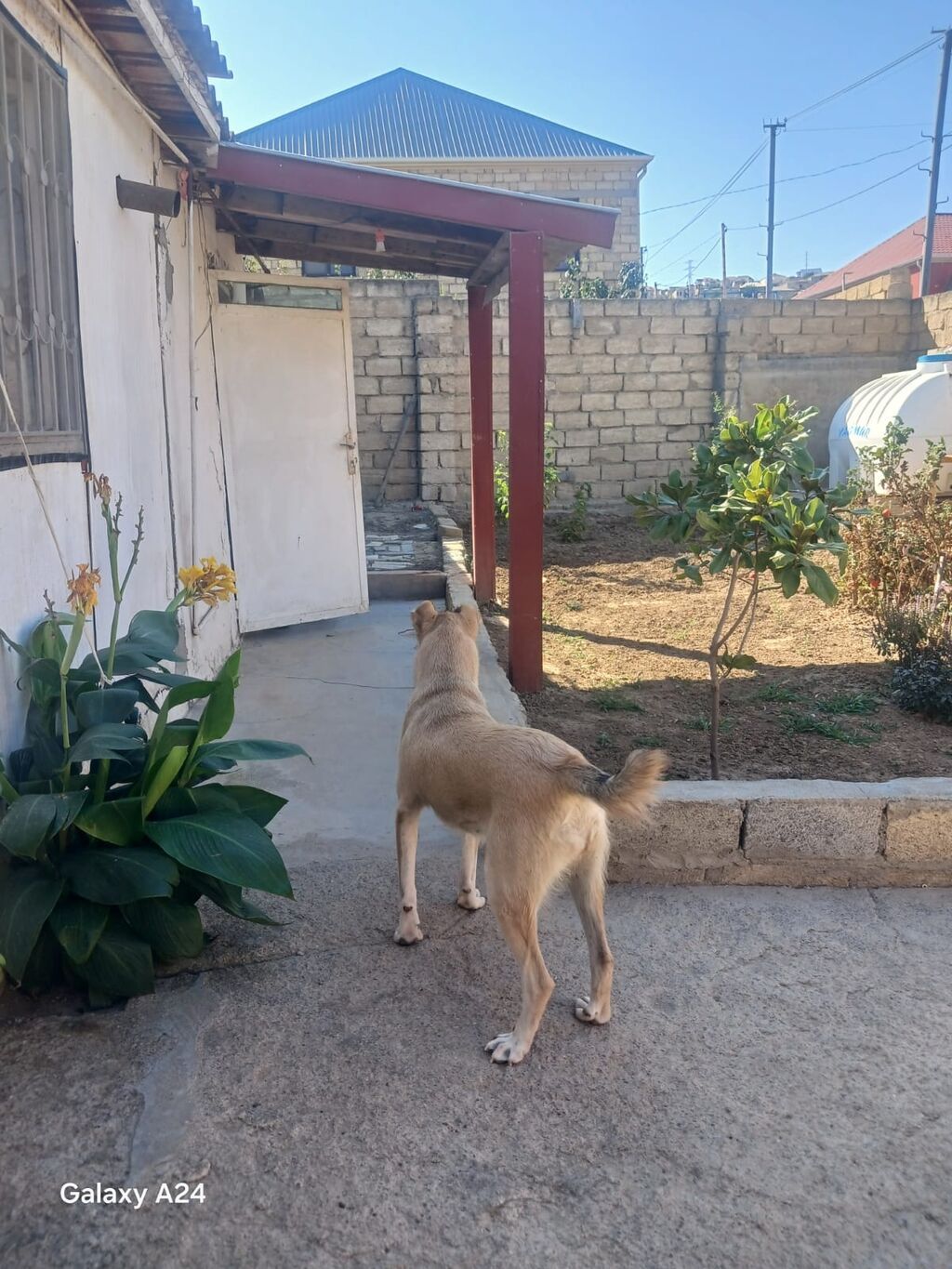 Peyvəndli — Heyvanlar, Xırdalan (2)