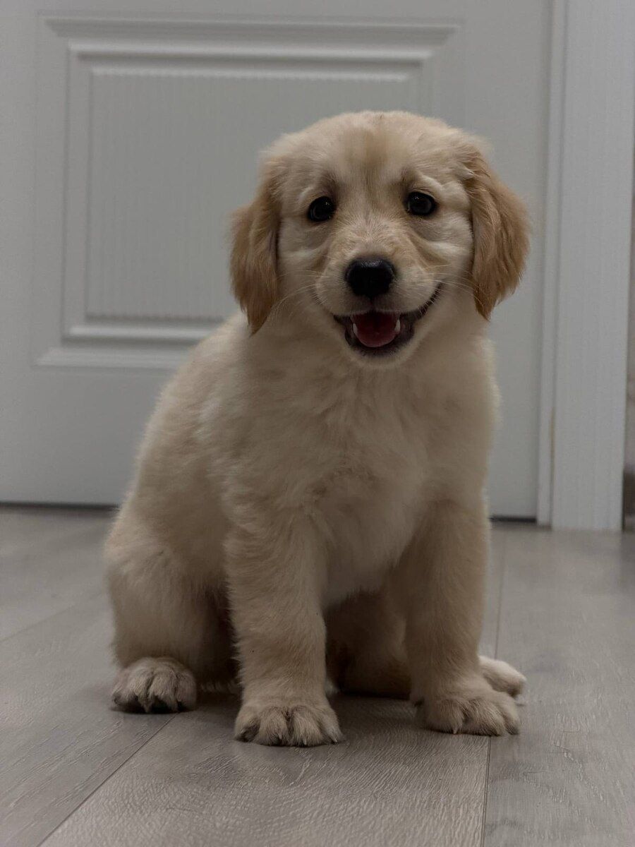 Golden Retriver — Heyvanlar, Bakı (11)