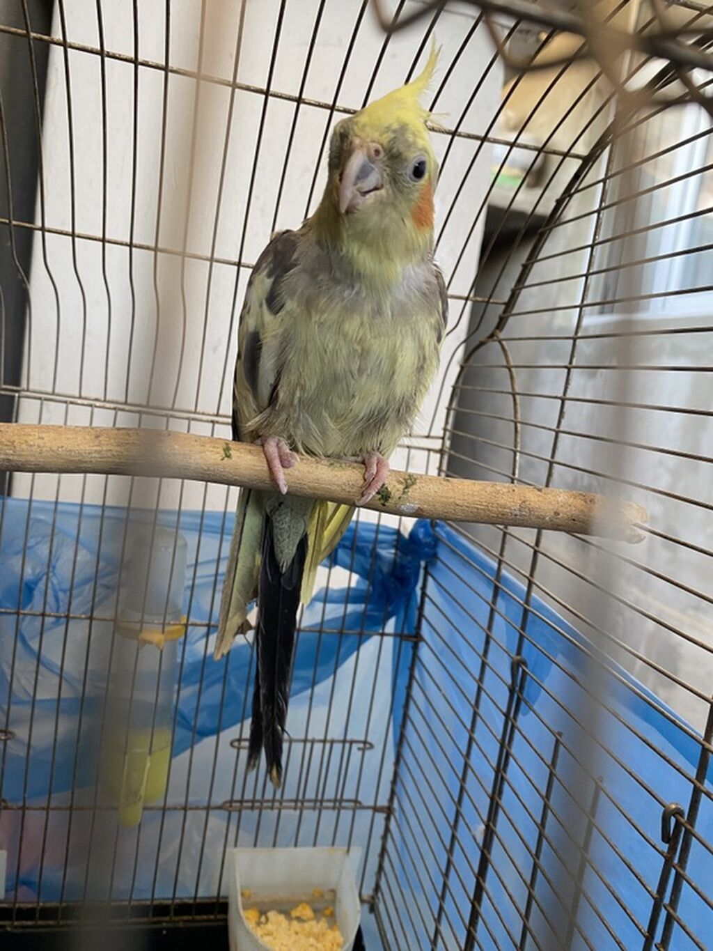 Nimfa (cockatiel) tutuquşu – sarı kəkilli, yanaqlarda narıncı “xal”lı — Quşlar, Bakı