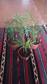 Xurma xurması (Chamaedorea elegans) – otaq üçün dekorativ palma - 3 — Gül satışı