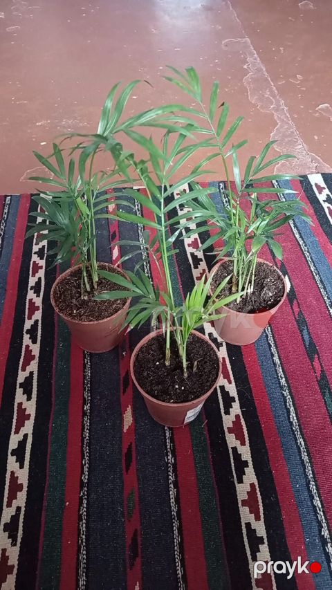 Xurma xurması (Chamaedorea elegans) – otaq üçün dekorativ palma - 3 — Bakı