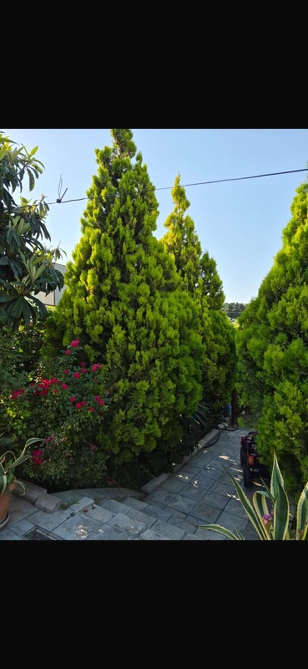 Thuja (hündür, konus formalı, parlaq yaşıl iynəyarpaq ağaclar) — Bitkilər, Bakı