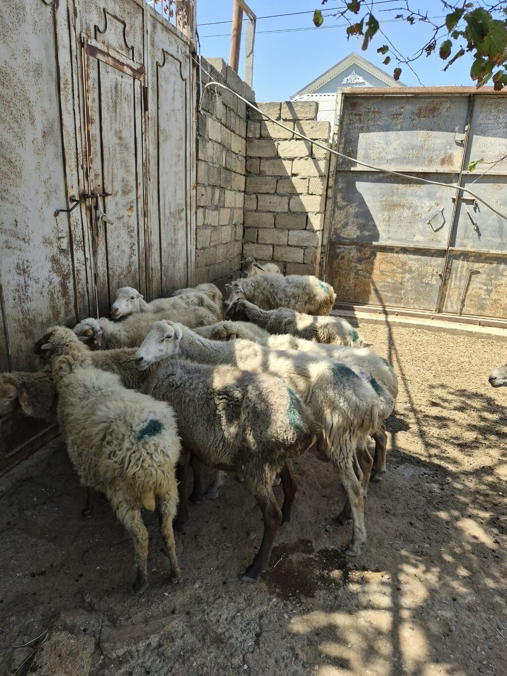 Qoyun sürüsü satılır - Növ: yerli qarabaş/qoyun mixi (ağ və tünd — Heyvanlar, Mehdiabad (6)