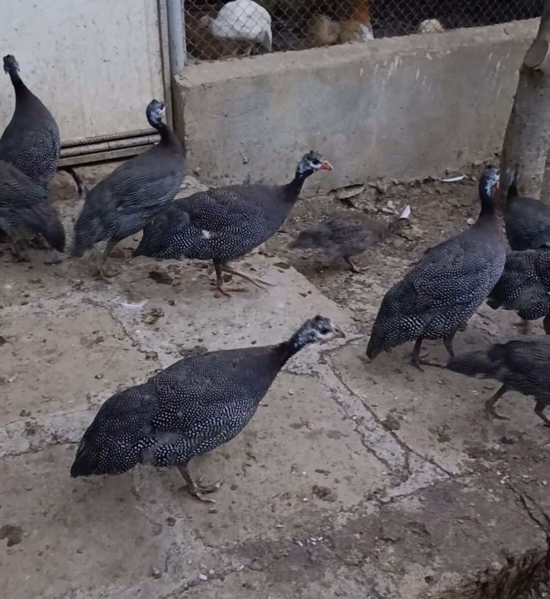 Firəng toyuqları — Quşlar, Bakı (2)