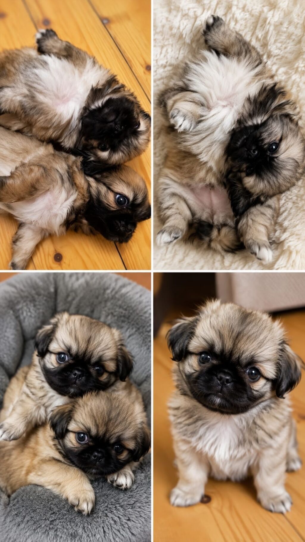 Pekines, Peyvəndli — Heyvanlar, Bakı (2)