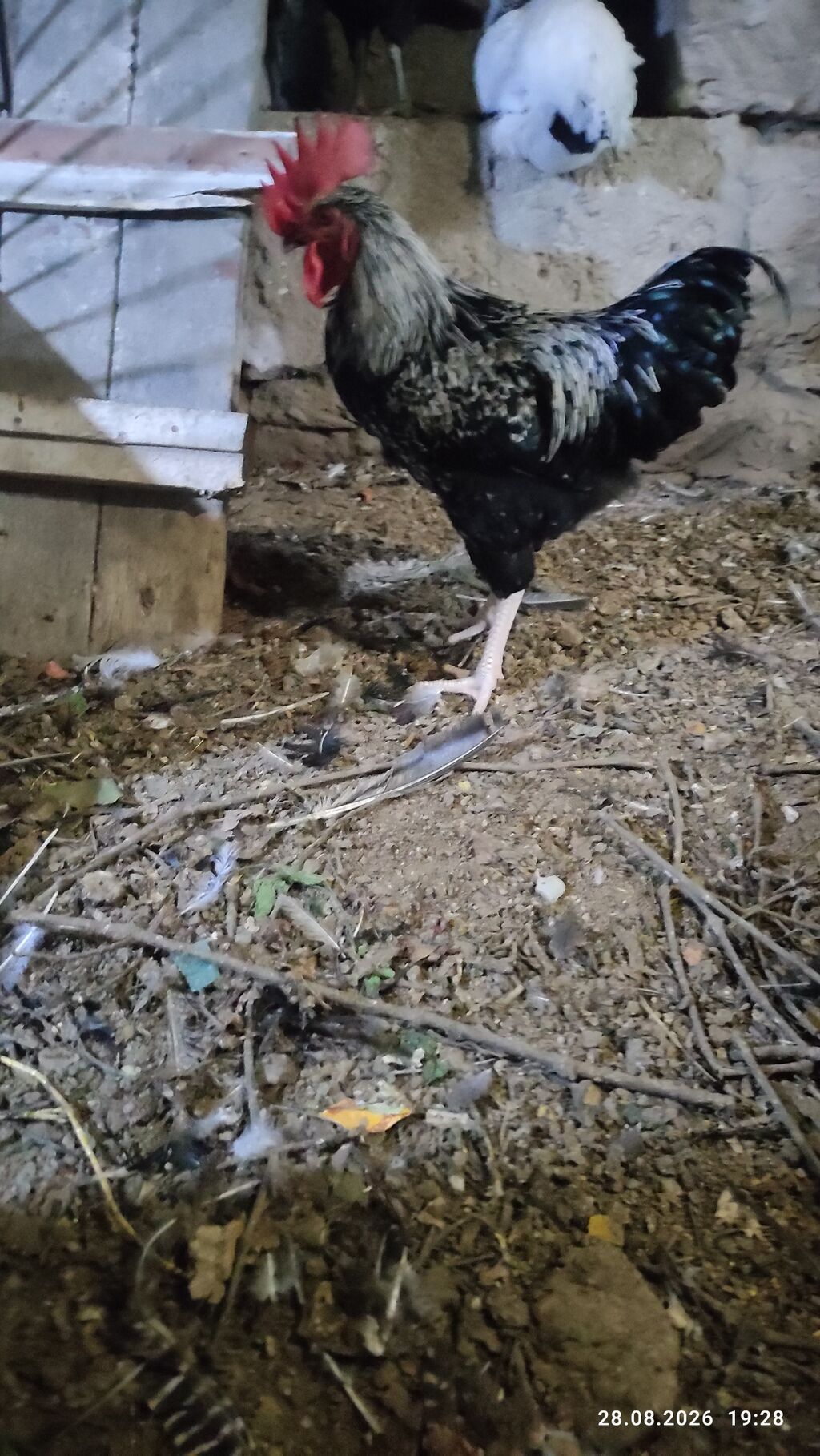 Alti ayliq saglam xoruzdar diri çekileri iki klo yarim — Heyvanlar, Digah (4)