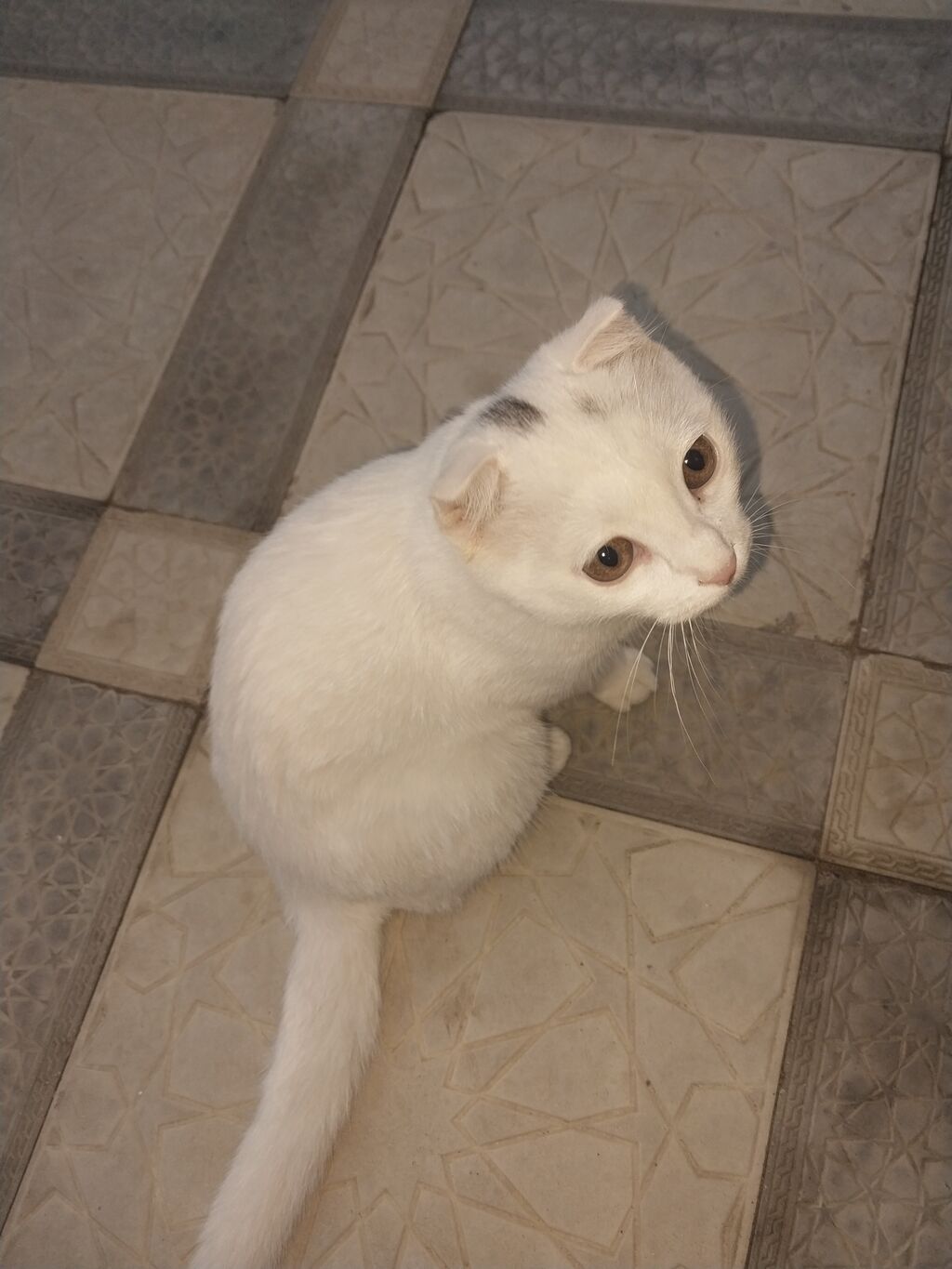 Yaxşı əllərə — Pişiklər, Digah