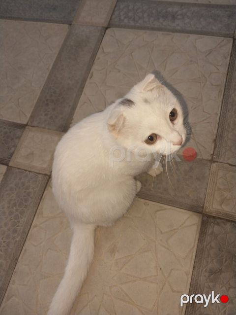 Yaxşı əllərə