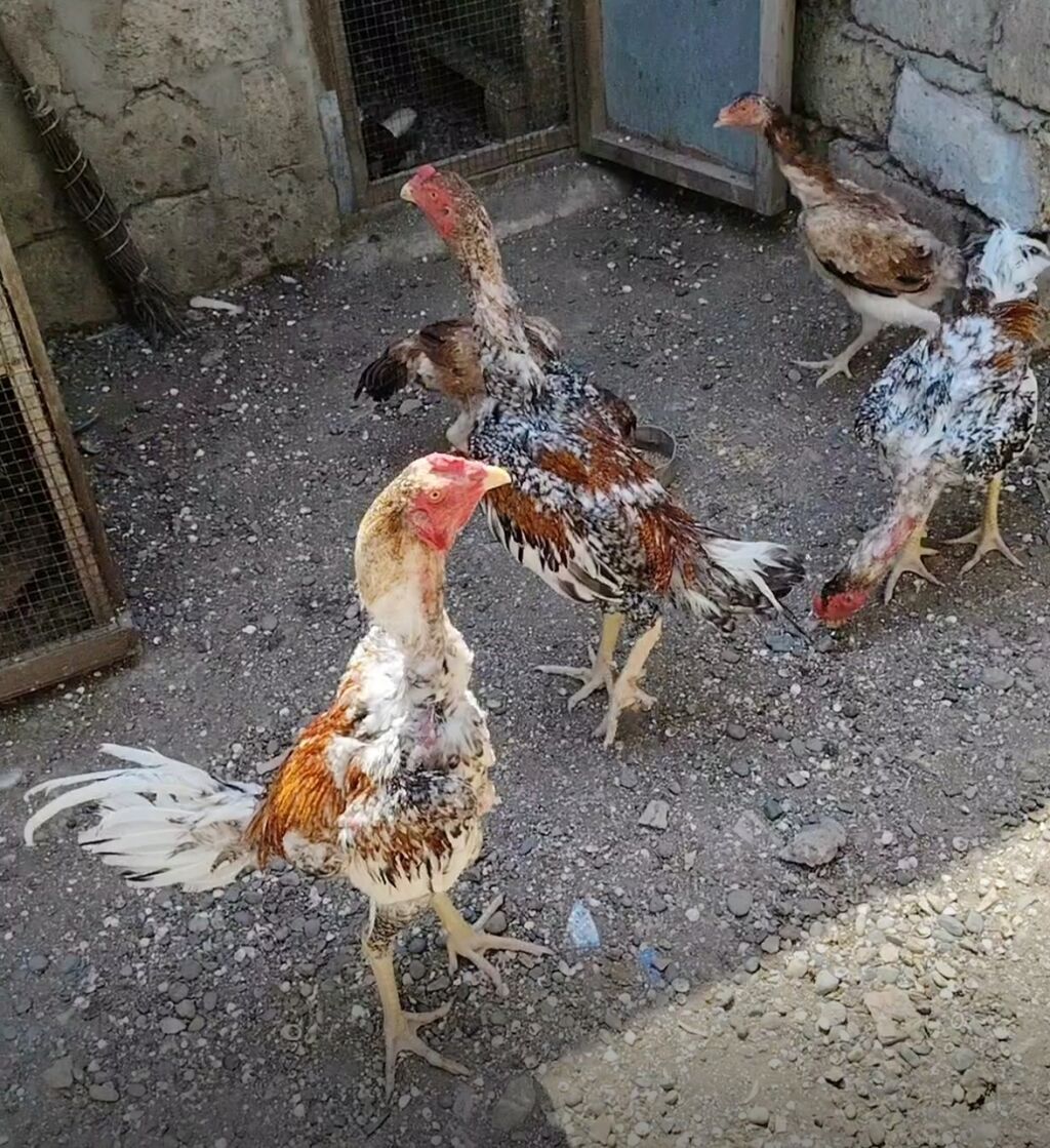 Salam heyvanlar goz qabagindadi saglamliglarina cavabdehem, biri — Heyvanlar, Salyan