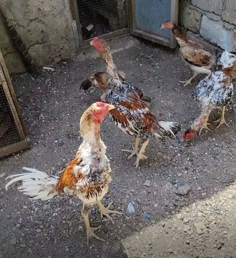 Salam heyvanlar goz qabagindadi saglamliglarina cavabdehem, biri — Salyan