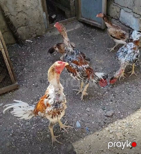Salam heyvanlar goz qabagindadi saglamliglarina cavabdehem, biri — Salyan